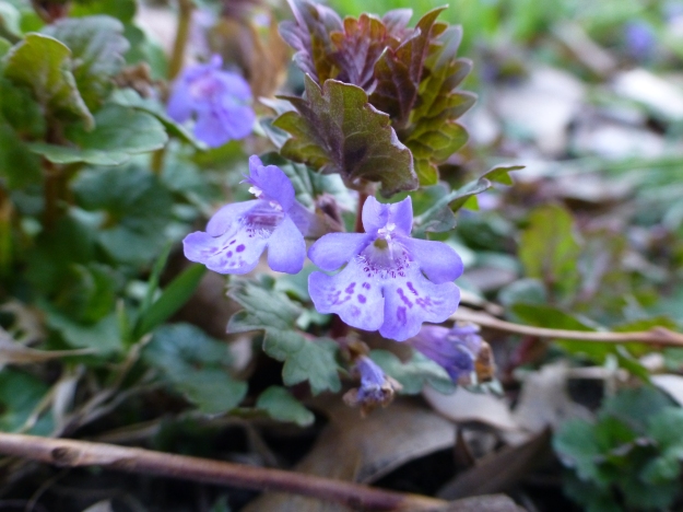 Creeping Charlie (or, more officially, Glechoma hederacea.)